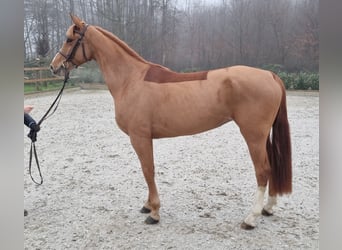 Caballo de salto Oldenburgo, Yegua, 5 años, 163 cm, Alazán