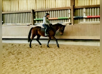 Caballo de salto Oldenburgo, Yegua, 5 años, 163 cm, Castaño