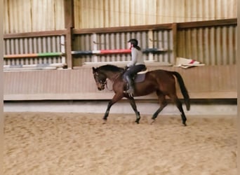 Caballo de salto Oldenburgo, Yegua, 5 años, 163 cm, Castaño