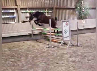 Caballo de salto Oldenburgo, Yegua, 5 años, 163 cm, Castaño