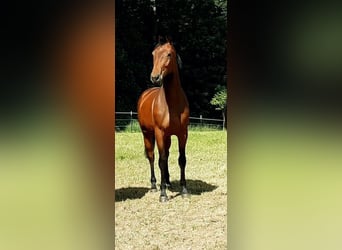 Caballo de salto Oldenburgo, Yegua, 5 años, 163 cm, Castaño