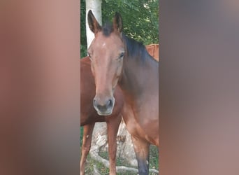 Caballo de salto Oldenburgo, Yegua, 5 años, 163 cm, Castaño