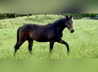 Caballo de salto Oldenburgo, Yegua, 5 años, 163 cm, Castaño oscuro