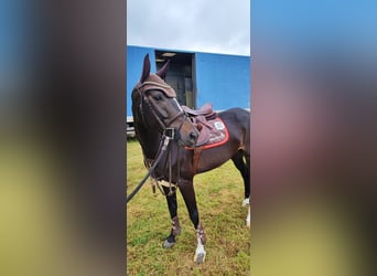 Caballo de salto Oldenburgo, Yegua, 5 años, 163 cm, Morcillo