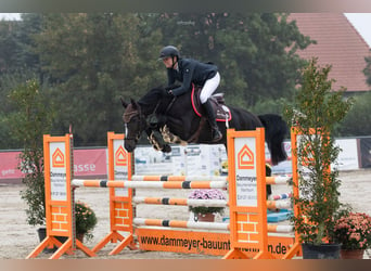 Caballo de salto Oldenburgo, Yegua, 5 años, 163 cm, Morcillo