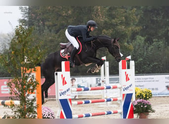 Caballo de salto Oldenburgo, Yegua, 5 años, 163 cm, Morcillo