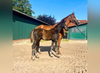 Caballo de salto Oldenburgo, Yegua, 5 años, 164 cm, Alazán