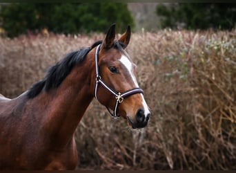 Caballo de salto Oldenburgo, Yegua, 5 años, 164 cm, Castaño rojizo