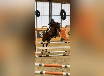 Caballo de salto Oldenburgo, Yegua, 5 años, 166 cm, Castaño