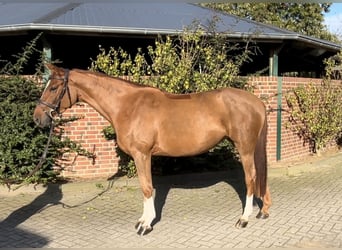 Caballo de salto Oldenburgo, Yegua, 5 años, 167 cm, Alazán