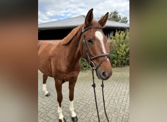 Caballo de salto Oldenburgo, Yegua, 5 años, 167 cm, Alazán