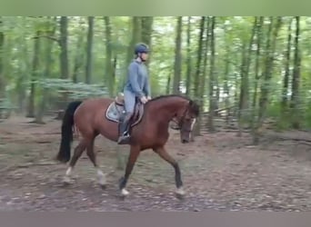 Caballo de salto Oldenburgo, Yegua, 5 años, 167 cm, Castaño