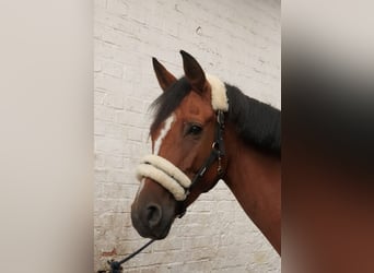 Caballo de salto Oldenburgo, Yegua, 5 años, 167 cm, Castaño