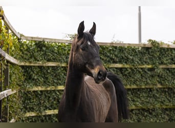 Caballo de salto Oldenburgo, Yegua, 5 años, 167 cm, Castaño oscuro