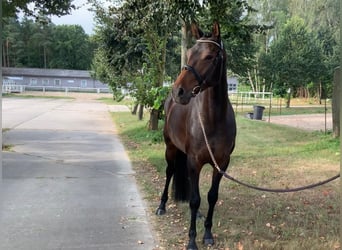 Caballo de salto Oldenburgo, Yegua, 5 años, 167 cm, Morcillo