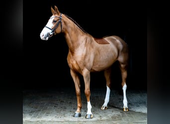 Caballo de salto Oldenburgo, Yegua, 5 años, 168 cm, Alazán-tostado