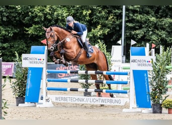 Caballo de salto Oldenburgo, Yegua, 5 años, 168 cm, Castaño