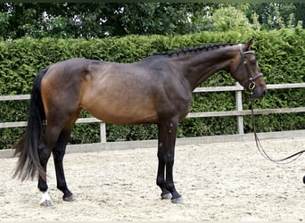 Caballo de salto Oldenburgo, Yegua, 5 años, 168 cm, Castaño oscuro