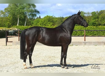 Caballo de salto Oldenburgo, Yegua, 5 años, 168 cm, Negro