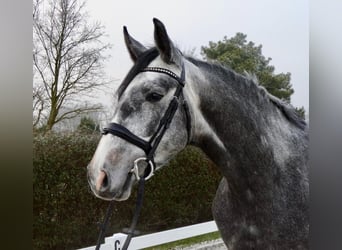 Caballo de salto Oldenburgo, Yegua, 5 años, 168 cm, Tordo