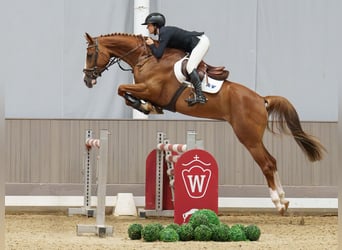 Caballo de salto Oldenburgo, Yegua, 5 años, 169 cm, Alazán-tostado