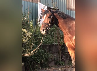 Caballo de salto Oldenburgo, Yegua, 5 años, 169 cm, Castaño