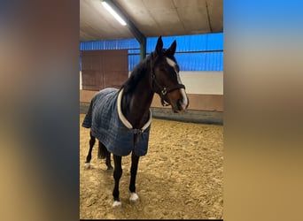 Caballo de salto Oldenburgo, Yegua, 5 años, 169 cm, Castaño oscuro