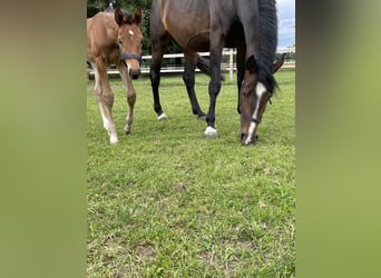 Caballo de salto Oldenburgo, Yegua, 5 años, 169 cm, Castaño oscuro