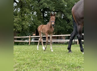 Caballo de salto Oldenburgo, Yegua, 5 años, 169 cm, Castaño oscuro