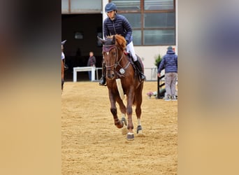 Caballo de salto Oldenburgo, Yegua, 5 años, 170 cm, Alazán-tostado