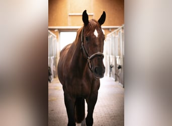 Caballo de salto Oldenburgo, Yegua, 5 años, 170 cm, Alazán-tostado