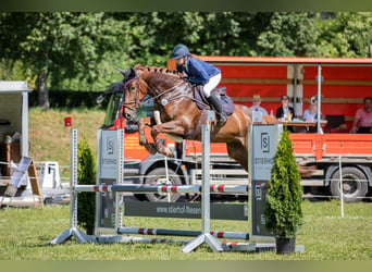 Caballo de salto Oldenburgo, Yegua, 5 años, 170 cm, Alazán-tostado