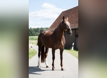 Caballo de salto Oldenburgo, Yegua, 5 años, 170 cm, Alazán-tostado