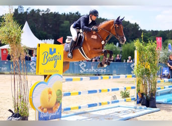 Caballo de salto Oldenburgo, Yegua, 5 años, 170 cm, Castaño
