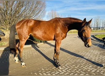 Caballo de salto Oldenburgo, Yegua, 5 años, 170 cm, Castaño