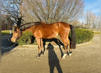 Caballo de salto Oldenburgo, Yegua, 5 años, 170 cm, Castaño