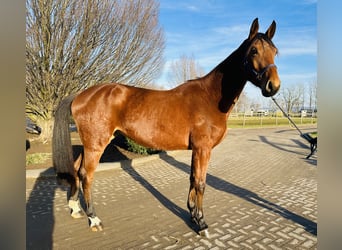 Caballo de salto Oldenburgo, Yegua, 5 años, 170 cm, Castaño