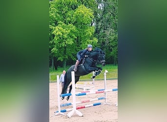 Caballo de salto Oldenburgo, Yegua, 5 años, 170 cm, Negro
