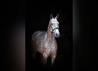 Caballo de salto Oldenburgo, Yegua, 5 años, 170 cm, Tordo