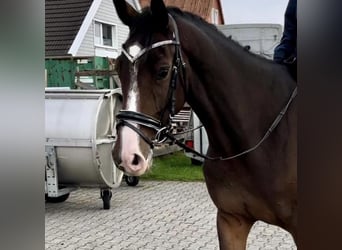 Caballo de salto Oldenburgo, Yegua, 5 años, 171 cm, Castaño oscuro