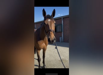 Caballo de salto Oldenburgo, Yegua, 5 años, 172 cm, Castaño