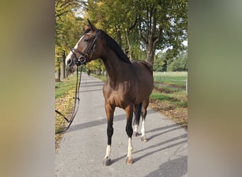 Caballo de salto Oldenburgo, Yegua, 5 años, 173 cm, Castaño