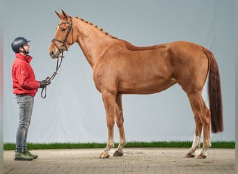 Caballo de salto Oldenburgo, Yegua, 5 años, 176 cm, Alazán