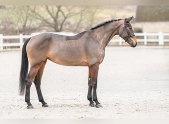 Caballo de salto Oldenburgo, Yegua, 5 años, 179 cm, Castaño rojizo