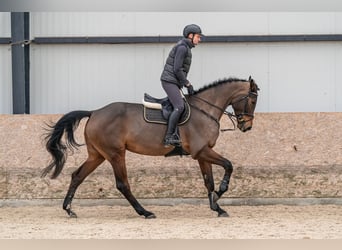 Caballo de salto Oldenburgo, Yegua, 5 años, 179 cm, Castaño rojizo