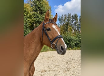 Caballo de salto Oldenburgo, Yegua, 6 años, 158 cm, Alazán