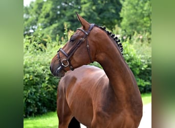 Caballo de salto Oldenburgo, Yegua, 6 años, 160 cm, Castaño