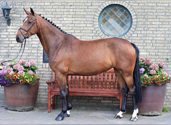 Caballo de salto Oldenburgo, Yegua, 6 años, 160 cm, Castaño