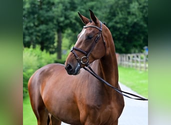 Caballo de salto Oldenburgo, Yegua, 6 años, 160 cm, Castaño