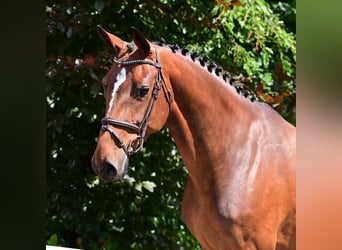 Caballo de salto Oldenburgo, Yegua, 6 años, 160 cm, Castaño